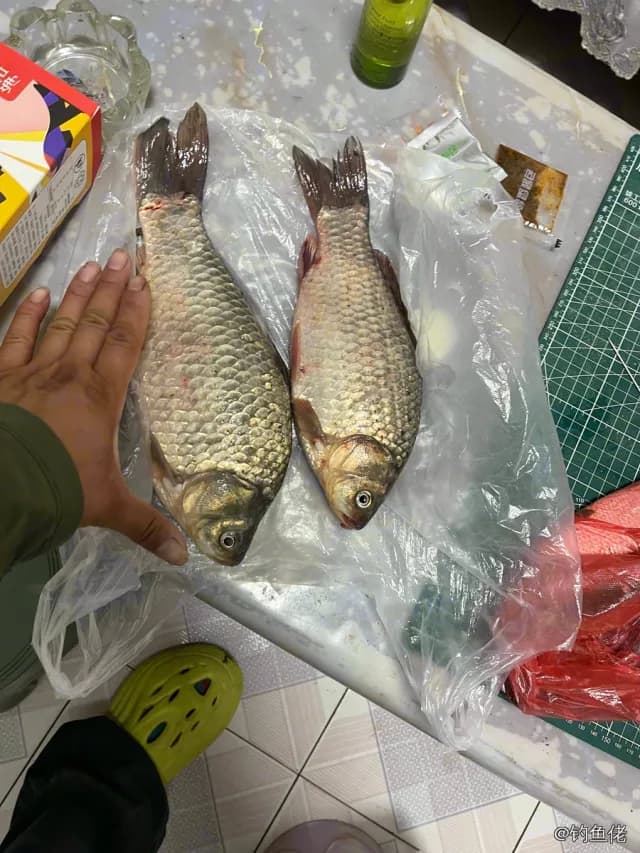 鲫鱼钓获 0.3kg
