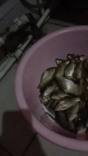 鲫鱼钓获 1.3kg
