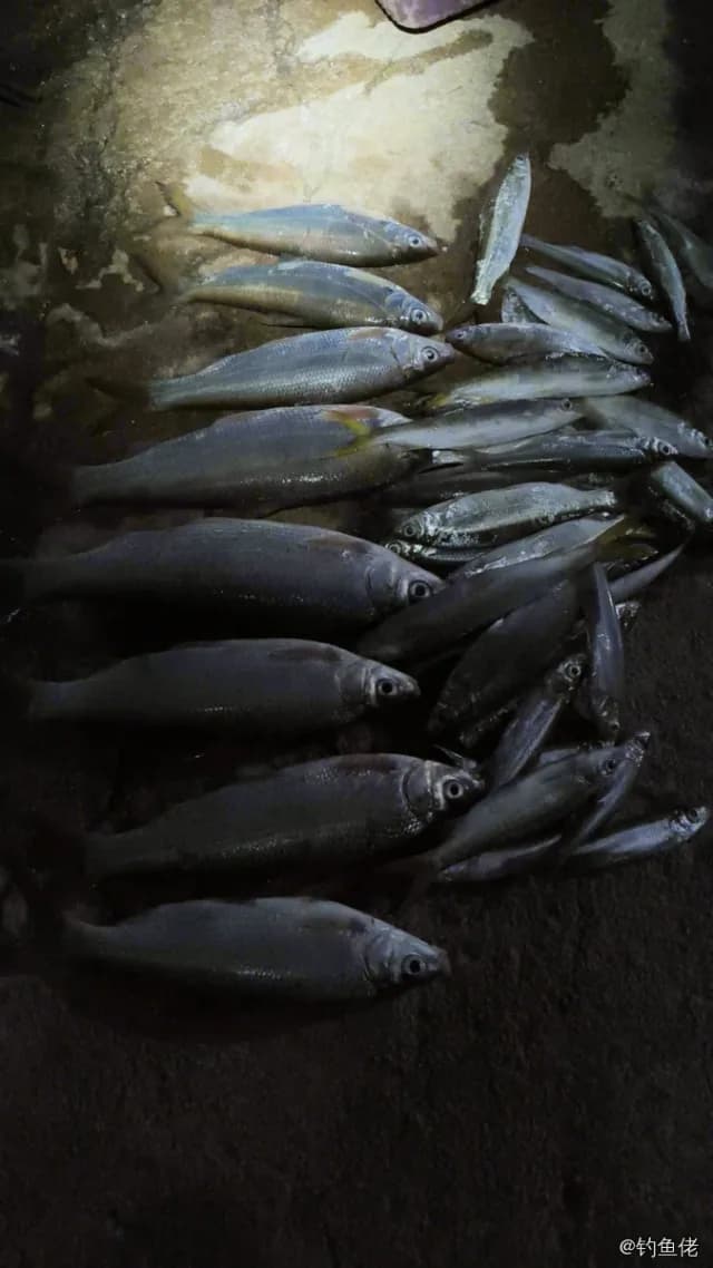 黄尾鲴钓获 0.16kg
