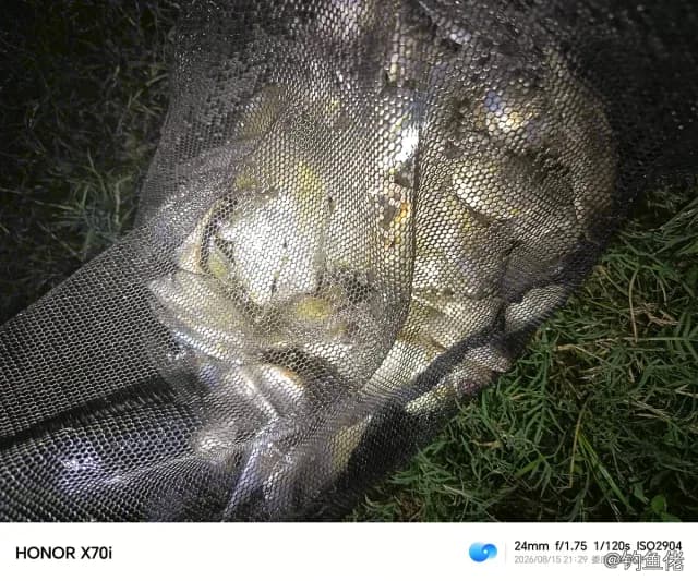 鲫鱼钓获 1.3kg