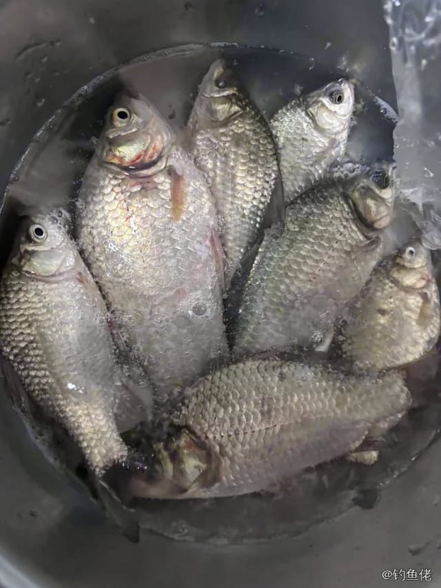 鲫鱼钓获 0.45kg