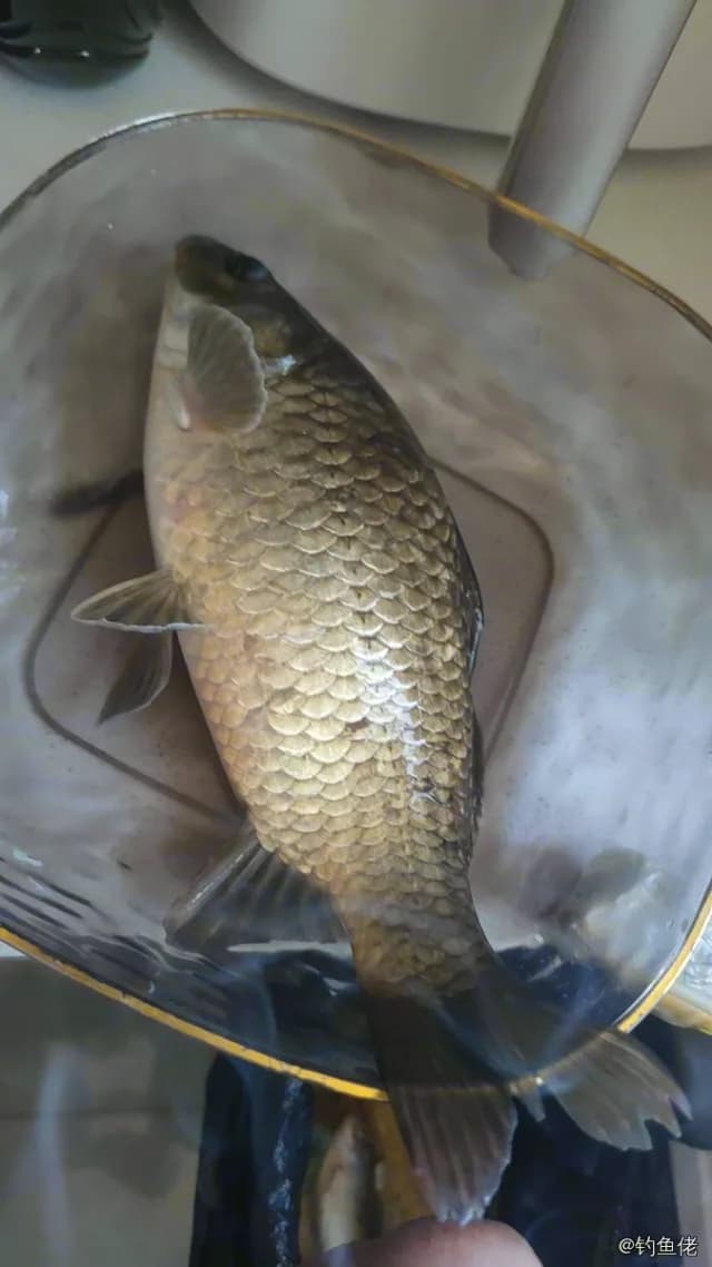 鲫鱼钓获 0.45kg