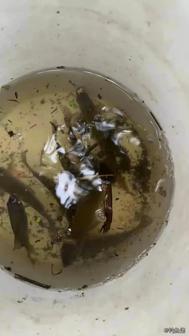 鲫鱼钓获 1.3kg