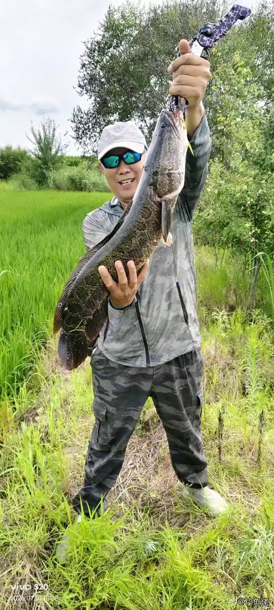 乌鳢钓获 4.2kg