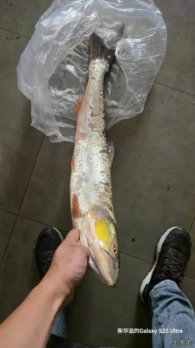 鳡鱼钓获 6.4kg