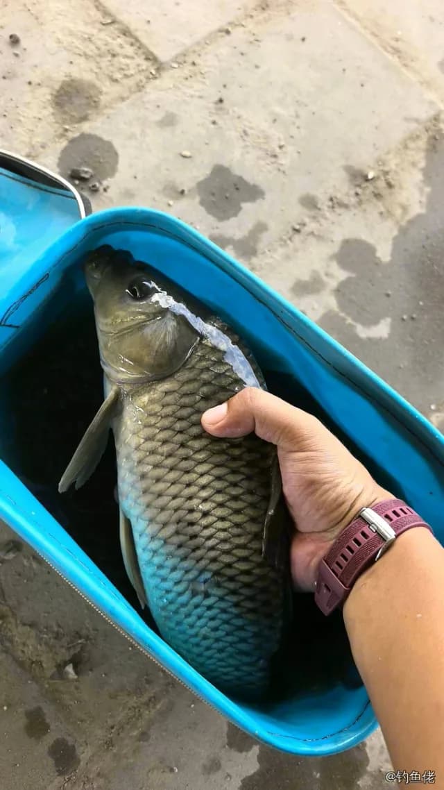 鲤鱼钓获 3.2kg