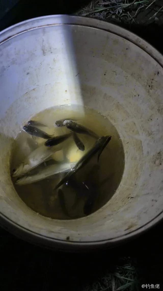 鲫鱼钓获 0.1kg