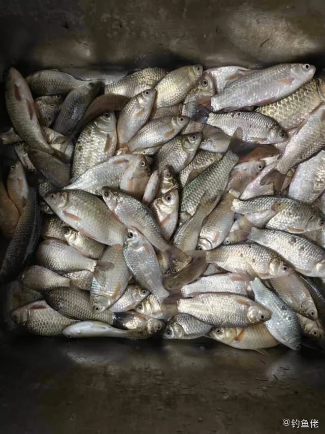 鲫鱼钓获 0.45kg