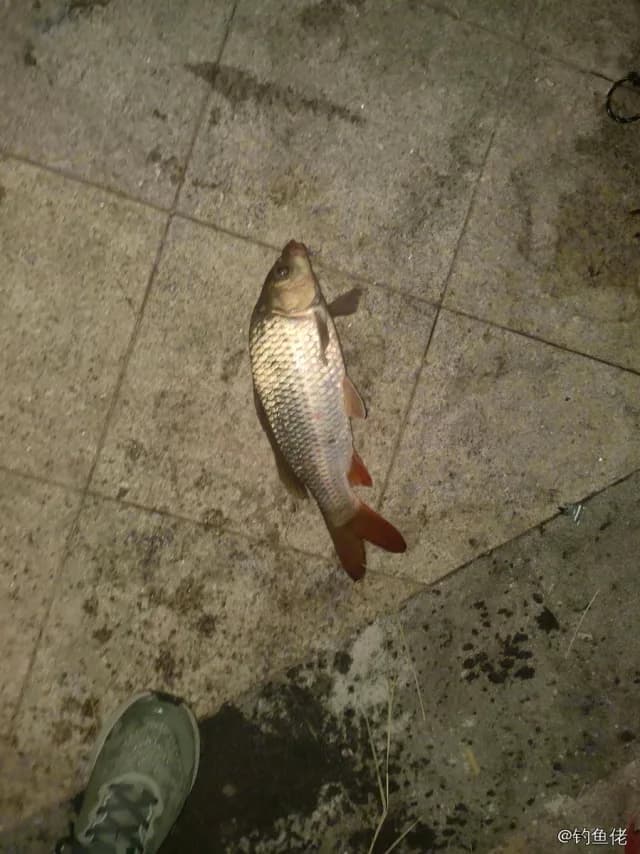 鲤鱼钓获 0.75kg