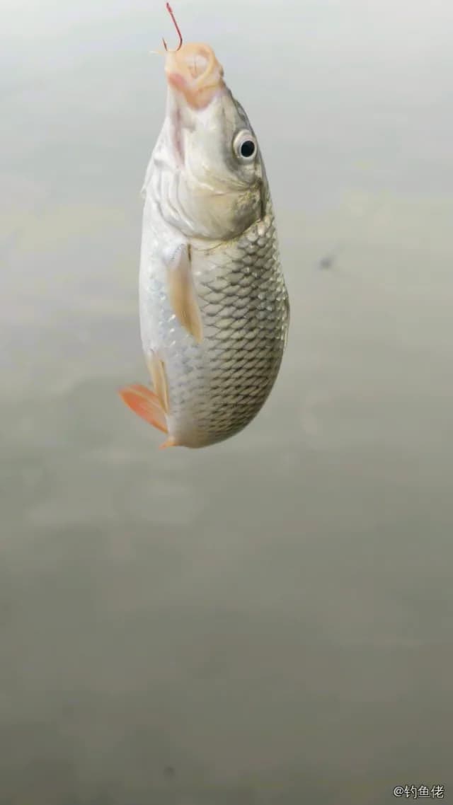 鲤鱼钓获 