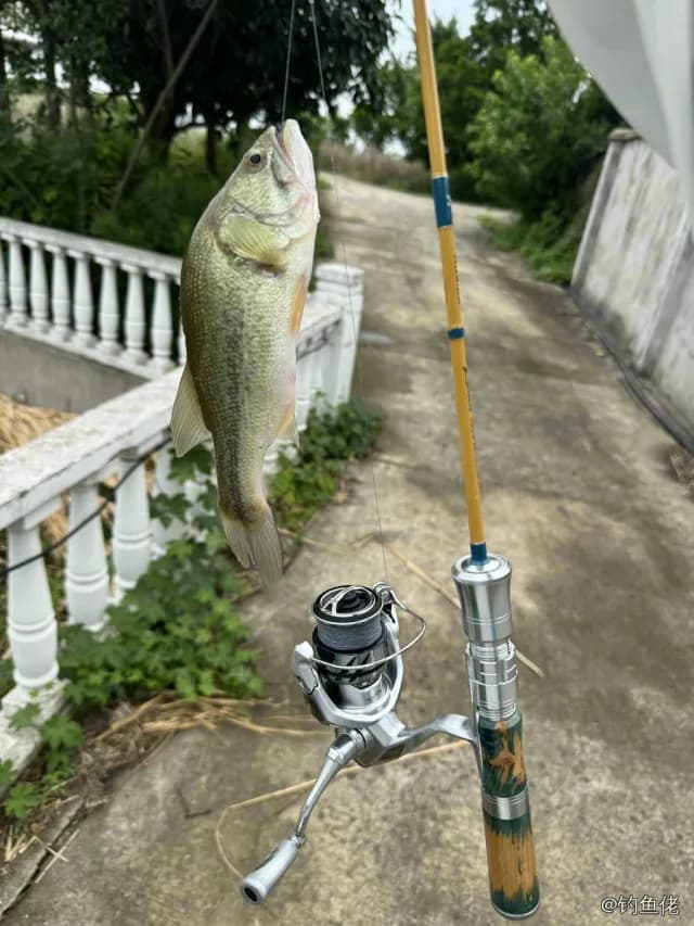 大口黑鲈钓获 1.01kg