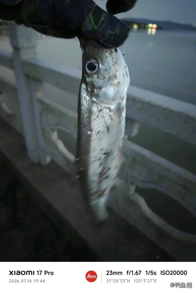 翘嘴鲌钓获 1kg