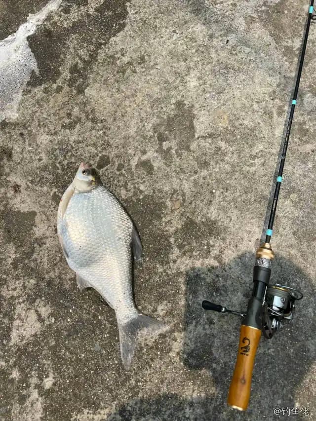 鳊鱼钓获 0.5kg
