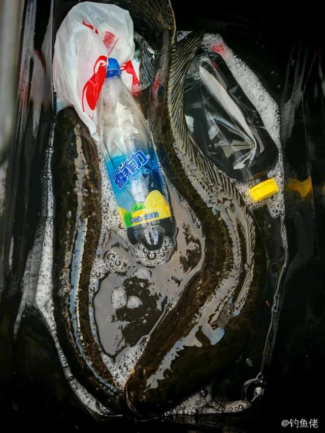 乌鳢钓获 0.8kg