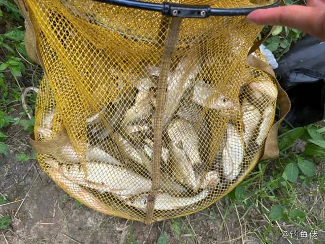 鲫鱼钓获 1.3kg