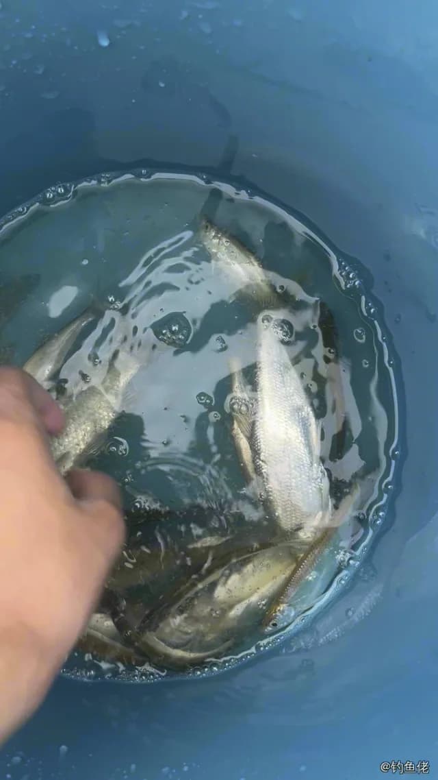 鲫鱼钓获 1.3kg