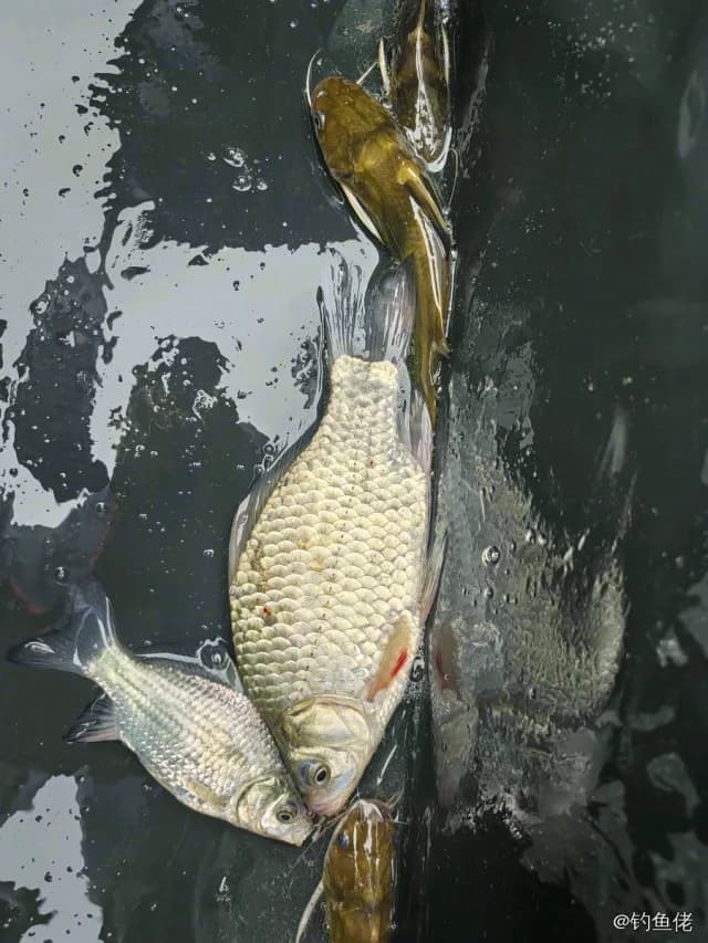 鲫鱼钓获 0.45kg