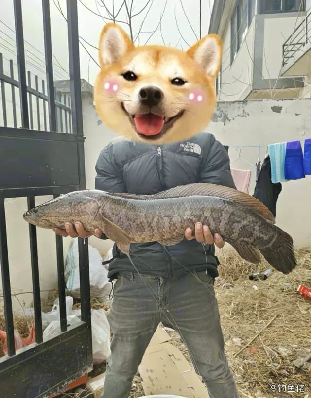 乌鳢钓获 4.5kg