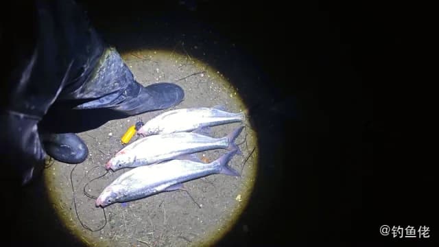 翘嘴鲌钓获 2.1kg