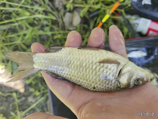 鲫鱼钓获 0.45kg