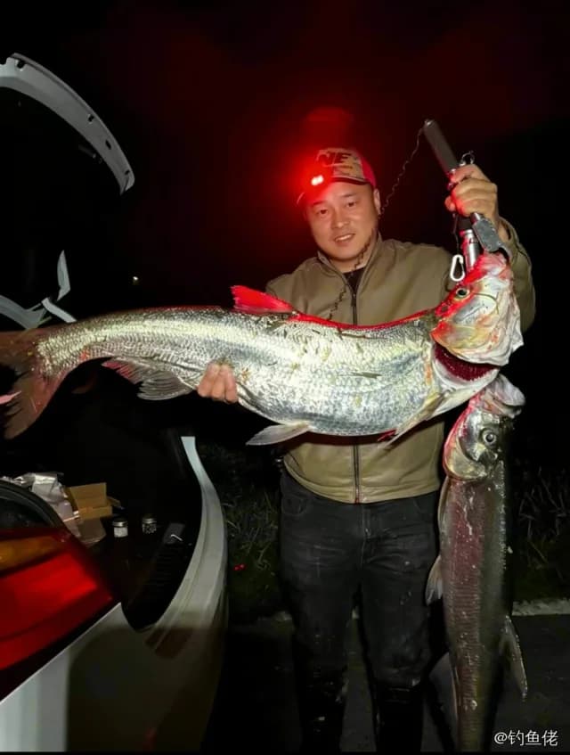 翘嘴鲌钓获 8.1kg