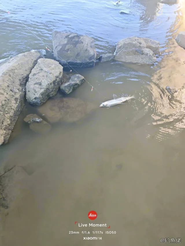 翘嘴鲌钓获 0.3kg