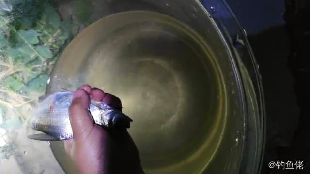 鳊鱼钓获 0.3kg