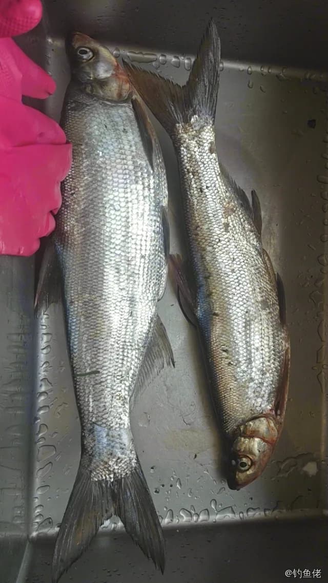 翘嘴鲌钓获 1kg