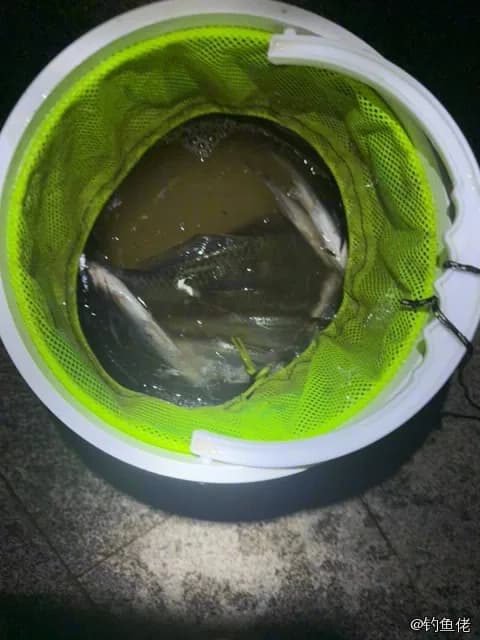 翘嘴鲌钓获 1kg