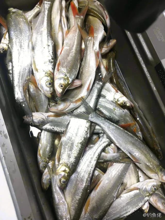 翘嘴鲌钓获 1kg