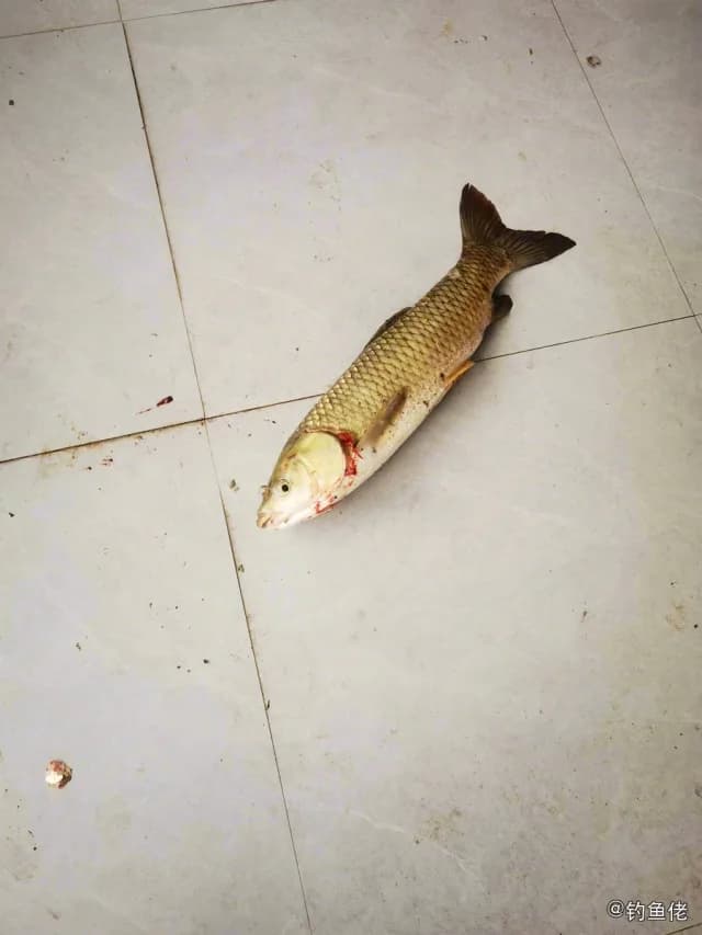 草鱼钓获 4.5kg