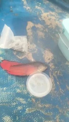 圆眼戴氏鱼钓获 0.1kg