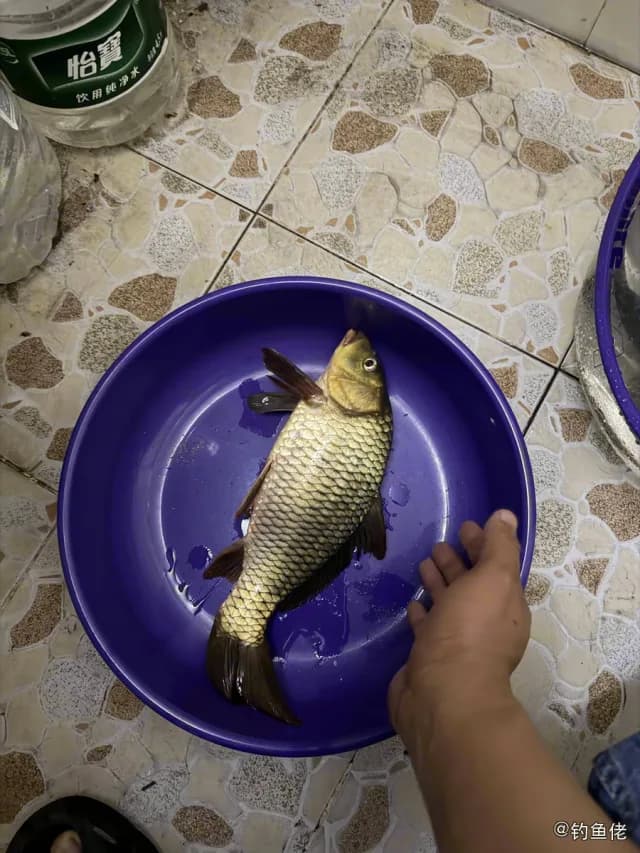 鲤鱼钓获 