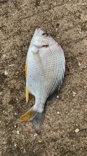 黄鳍棘鲷钓获 0.15kg