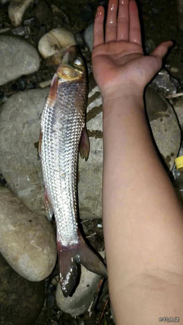圆吻鲴钓获 1kg