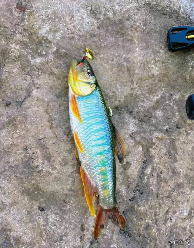 马口鱼钓获 0.01kg