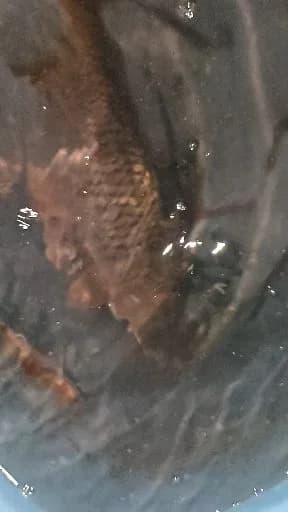 鲤鱼钓获 2kg