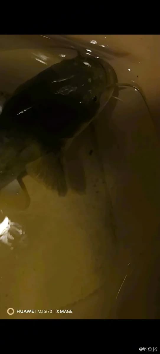 鲶鱼钓获 1.8kg