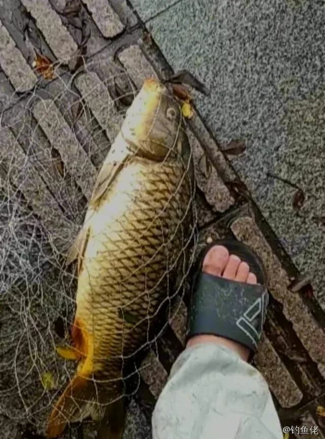 鲤鱼钓获 4.4kg
