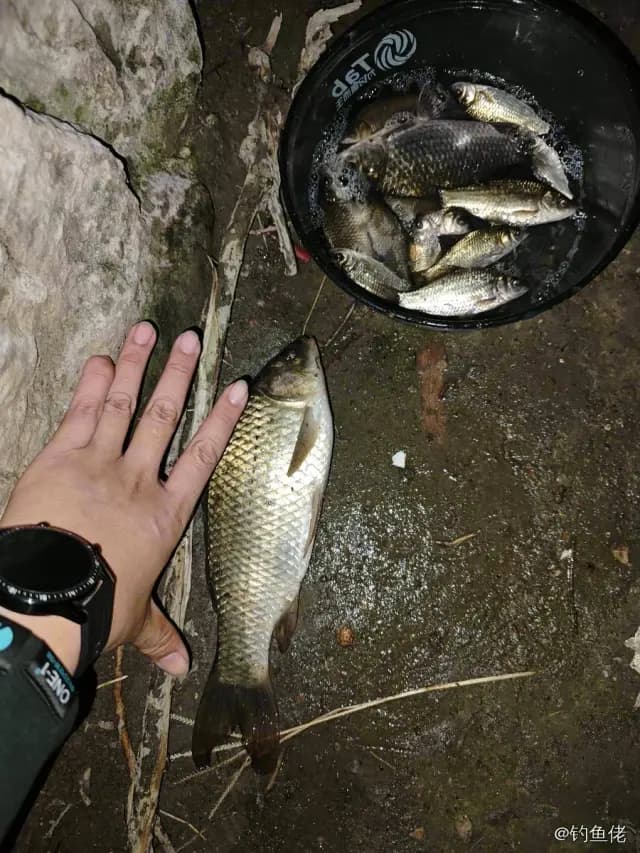 鲫鱼钓获 0.3kg