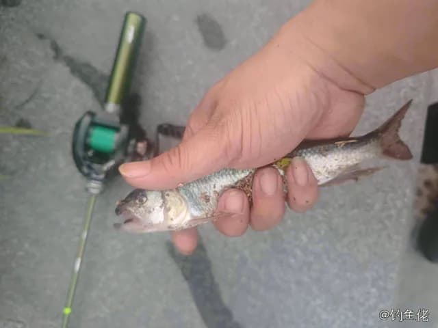 马口鱼钓获 