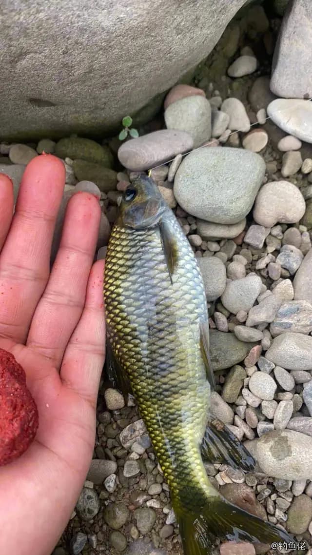 侧条光唇鱼钓获 0.2kg