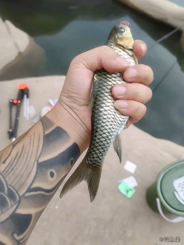 中华倒刺鲃钓获 1kg