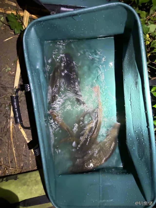 鲤鱼钓获 2.4kg