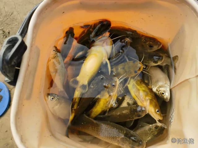 鲫鱼钓获 0.5kg