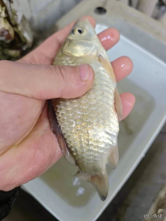 鲫鱼钓获 0.3kg