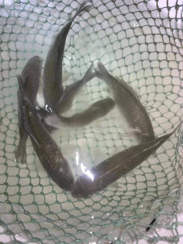 鲫鱼钓获 0.3kg