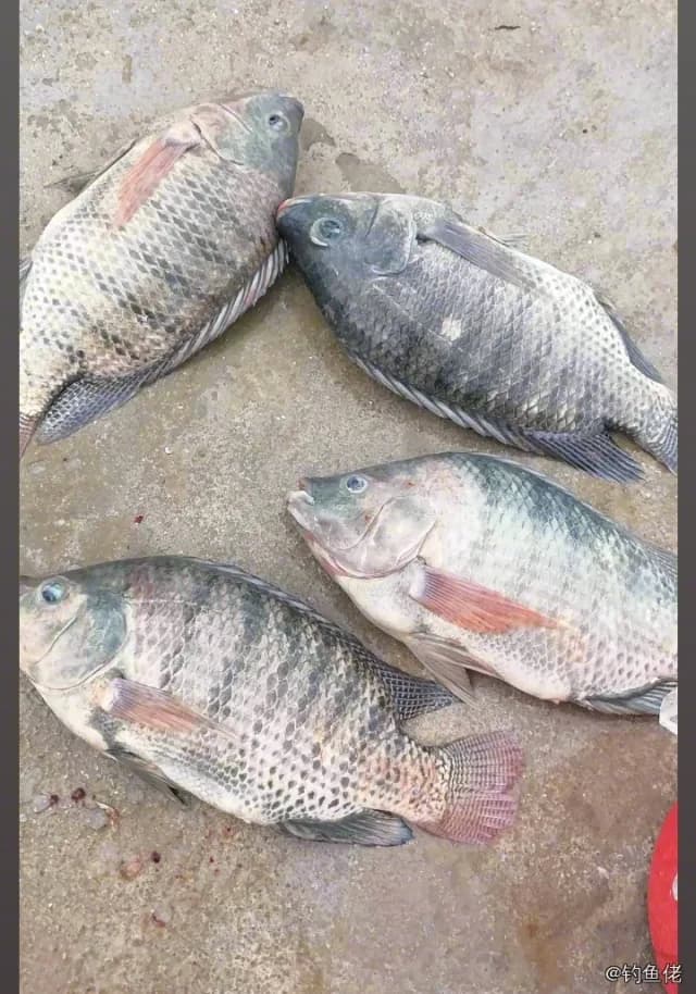 尼罗非鲫钓获 4kg