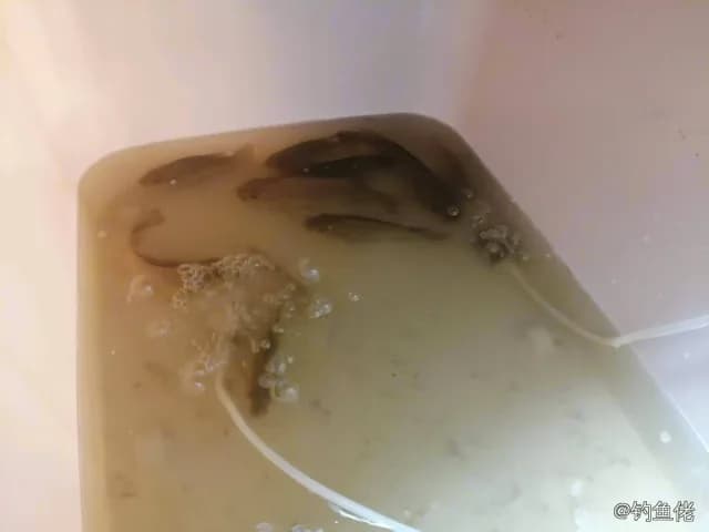鲫鱼钓获 0.9kg