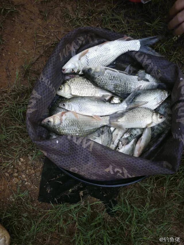 鲮鱼钓获 0.45kg